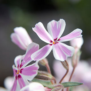 phlox subulata candy stripes